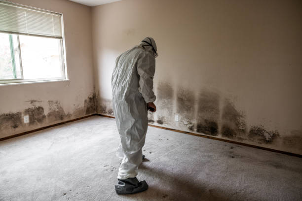 Professional Mold Remediation in Auburn, IN